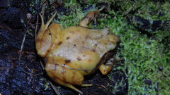 Eupsophus roseus