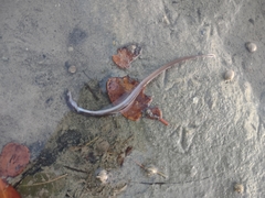 Bicolor Eel photo 1