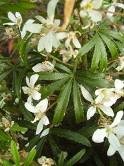 Choisya ×dewitteana