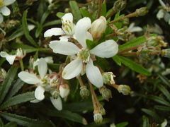 Choisya ×dewitteana