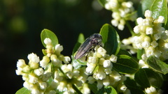 Tyndaris marginella