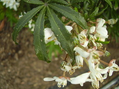 Choisya ×dewitteana