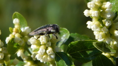 Tyndaris marginella