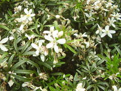 Choisya ×dewitteana