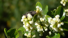 Tyndaris marginella