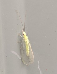 Chrysopa nigricornis