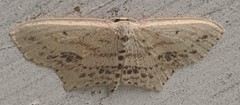 Scopula cacuminaria