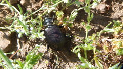 Calosoma vagans