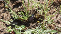 Calosoma vagans