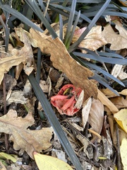 Clathrus archeri
