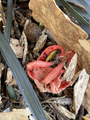 Clathrus archeri