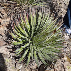 Agave filifera