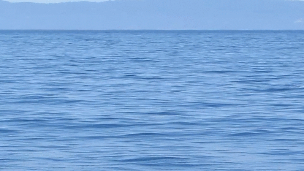 Common Bottlenose Dolphin