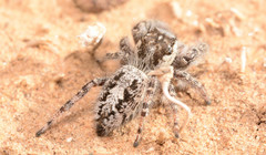 Phidippus asotus