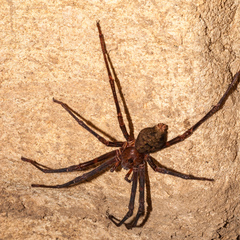 Spelungula cavernicola