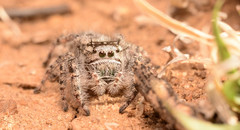 Phidippus asotus