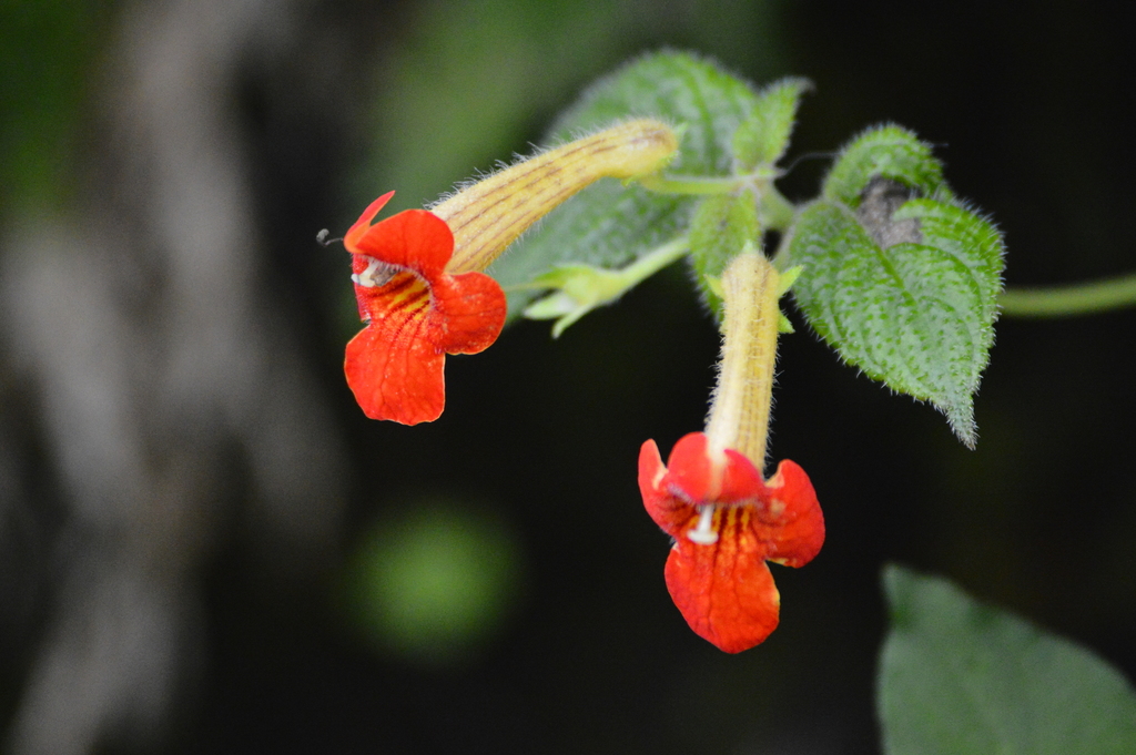 Achimenes antirrhina from Oaxaca, MX on September 20, 2020 at 01:36 PM ...