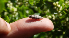 Ectinogonia buquetii