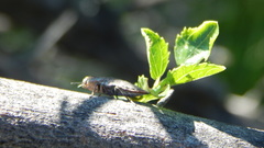 Ectinogonia buquetii