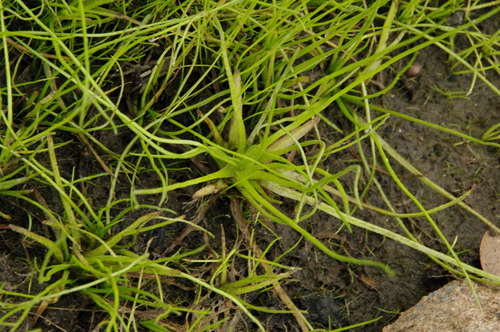 Image of Isoetes lithophila by (c) Eric Knight, some rights reserved (CC BY)