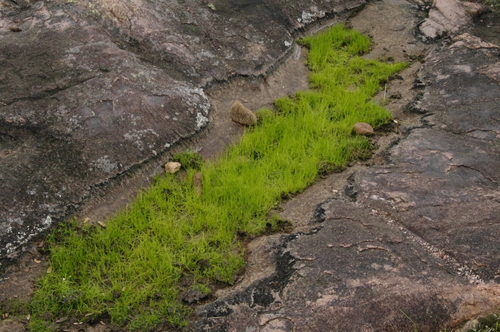 Image of Isoetes lithophila by (c) Eric Knight, some rights reserved (CC BY)