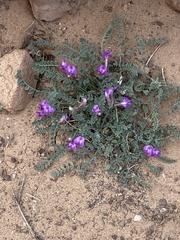 Astragalus zionis