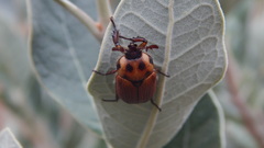 Oryctomorphus maculicollis