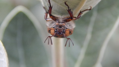 Oryctomorphus maculicollis