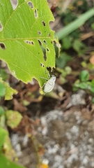 Eugnathus distinctus