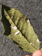 Pulvinaria floccifera