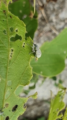 Eugnathus distinctus