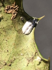 Pulvinaria floccifera