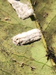 Pulvinaria floccifera