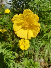 Cosmos sulphureus