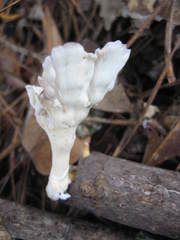 Cymatoderma caperatum