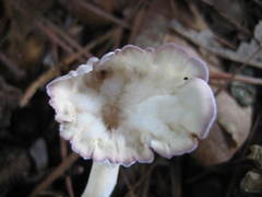 Cymatoderma caperatum