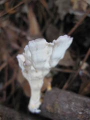 Cymatoderma caperatum