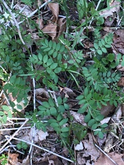 Polemonium reptans villosum