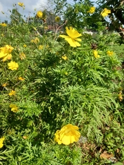Cosmos sulphureus
