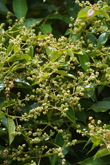 Myrcia popayanensis