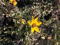 Electranthera parvifolia