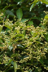 Myrcia popayanensis