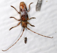 Goes variegatus