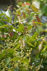 Myrcia popayanensis