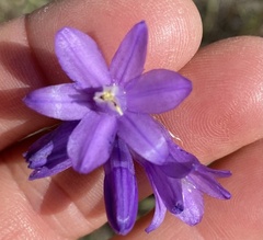 Brodiaea terrestris