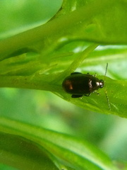 Psylliodes brettinghami