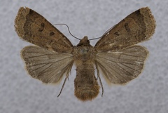Abagrotis cupida