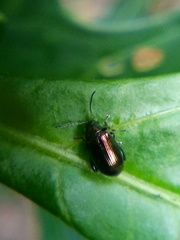 Psylliodes brettinghami