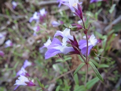 Collinsia violacea