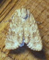 Acronicta rubricoma